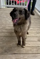 Malibu , a female Golden Retriever and Bernedoodle for sale in Lowville, NY – Photo 1 of 2