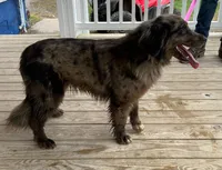 Malibu , a female Golden Retriever and Bernedoodle for sale in Lowville, NY – Photo 2 of 2