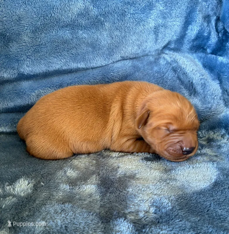 Finn – Golden Retriever puppy for sale in Lowville, NY