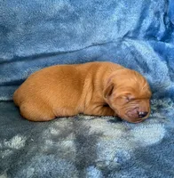 Finn, a male Golden Retriever for sale in Lowville, NY – 1 of 3
