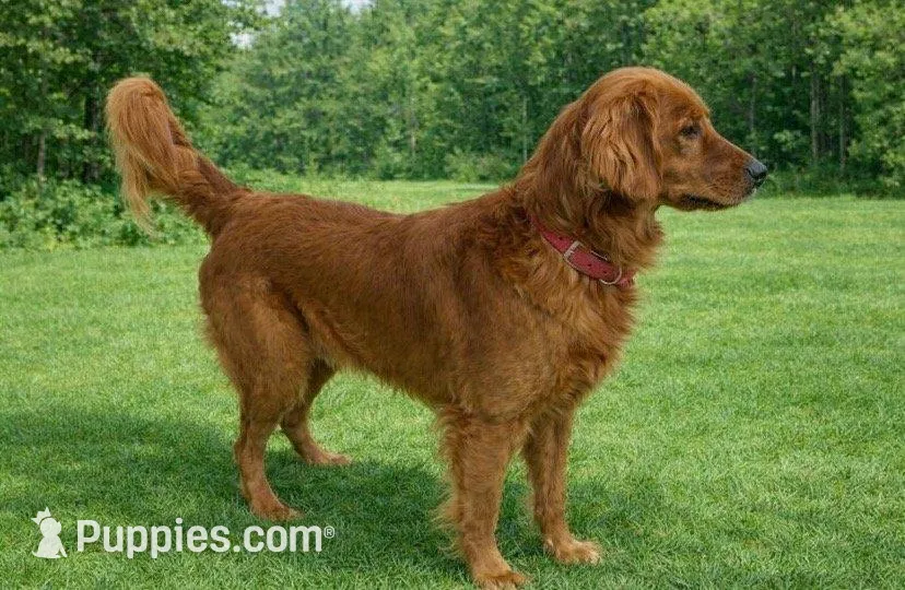 AKC Lily, a female Golden Retriever for sale in Lowville, NY – Photo 3 of 6