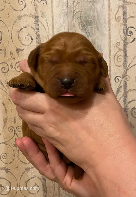 AKC Forest – Golden Retriever puppy on hold in Lowville, NY