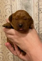 AKC Forest, a male Golden Retriever for sale in Lowville, NY – Photo 1 of 3