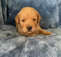 Milo   AKC Health Tested, a male Golden Retriever for sale in Lowville, NY – 1 of 3