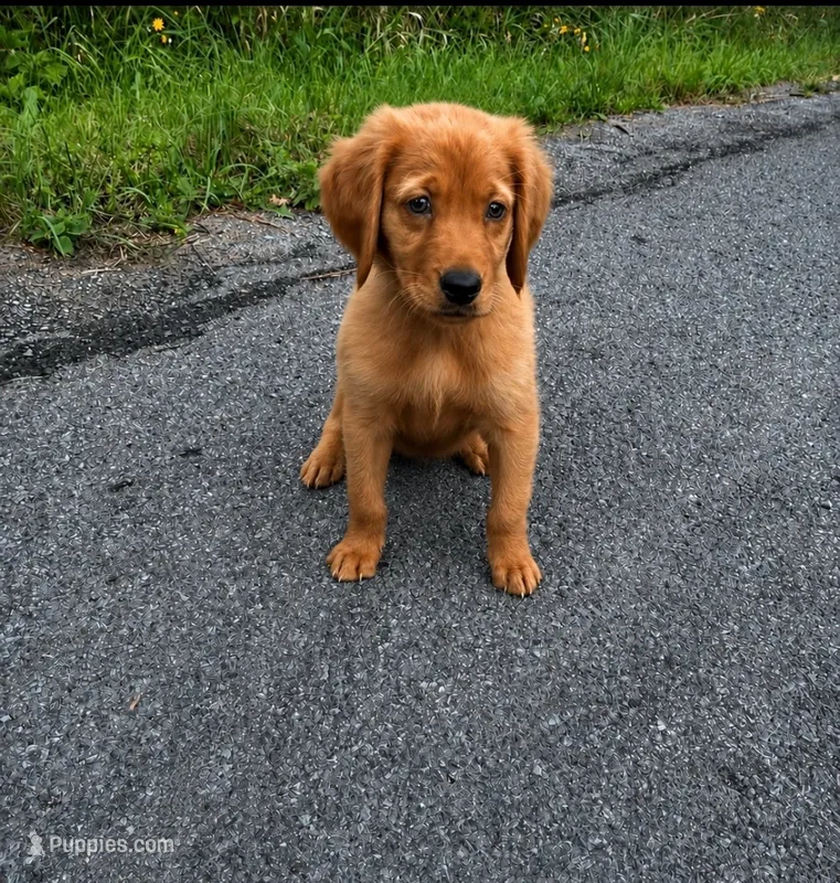Copper - Dark Red - AKC – Golden Retriever puppy for sale in Lowville, NY
