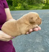 River, a male Golden Retriever for sale in Lowville, NY – 2 of 4