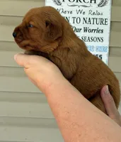 Finn AKC Health Tested, a male Golden Retriever for sale in Lowville, NY – 2 of 4