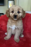 Benson, a male Goldendoodle for sale in Lowville, NY – 1 of 2