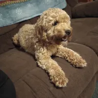 Snowflake - PENDING, a female Miniature Goldendoodle for sale in Lowville, NY – Photo 3 of 4