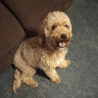 Snowflake - PENDING, a female Miniature Goldendoodle for sale in Lowville, NY – Photo 4 of 4