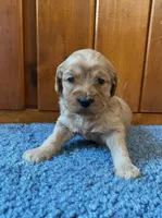 processed/2db0eb3d-5d75-4ff2-9f23-92ca695f46cb/listing/5f86126d-ab74-4516-ad3d-d3dc7eb8153d/b52f1c4f-79b2-4cf9-aa12-0aadf7db9b86