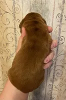 AKC Lily, a female Golden Retriever for sale in Lowville, NY – Photo 2 of 6