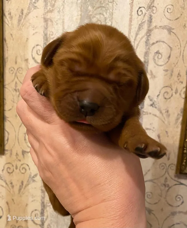 AKC Lily – Golden Retriever puppy for sale in Lowville, NY