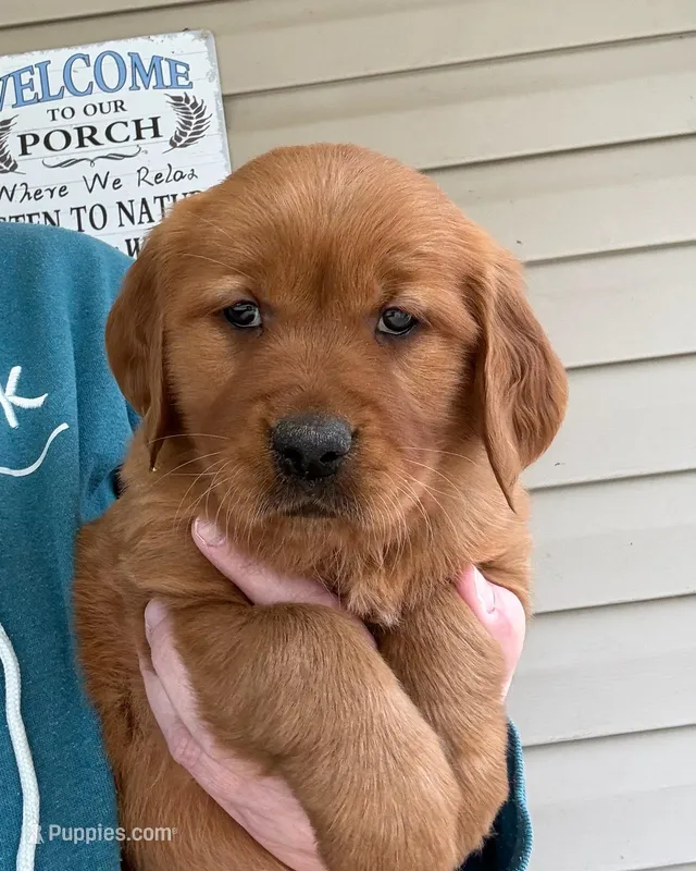 AKC Lily – Golden Retriever puppy on hold in Lowville, NY