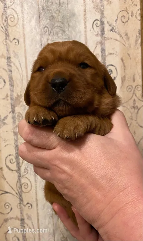 AKC Lily – Golden Retriever puppy for sale in Lowville, NY