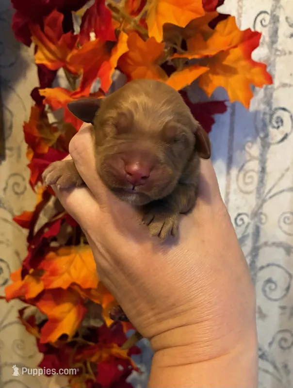 AKC Dark Red – Golden Retriever puppy for sale in Lowville, NY