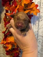 AKC Dark Red, a male Golden Retriever for sale in Lowville, NY – 1 of 2