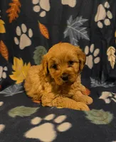 Flurry, a female Miniature Goldendoodle for sale in Lowville, NY – Photo 1 of 5