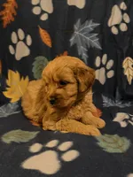Flurry, a female Miniature Goldendoodle for sale in Lowville, NY – Photo 2 of 5