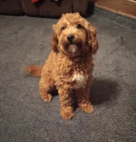 Flurry, a female Miniature Goldendoodle for sale in Lowville, NY – Photo 5 of 5