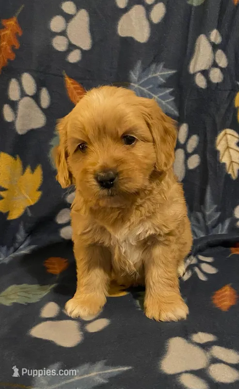 Mini Golden Retriever