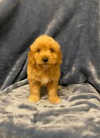 ON HOLD, a male Golden Retriever for sale in Lowville, NY – Photo 1 of 5