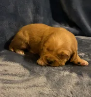 Mini Golden Retriever, a male Golden Retriever for sale in Lowville, NY – Photo 5 of 5