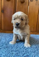 Mini Golden Retriever, a male Golden Retriever for sale in Lowville, NY – Photo 3 of 5