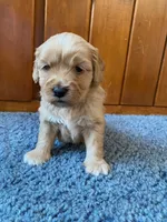 Mini Golden Retriever, a male Golden Retriever for sale in Lowville, NY – Photo 4 of 5