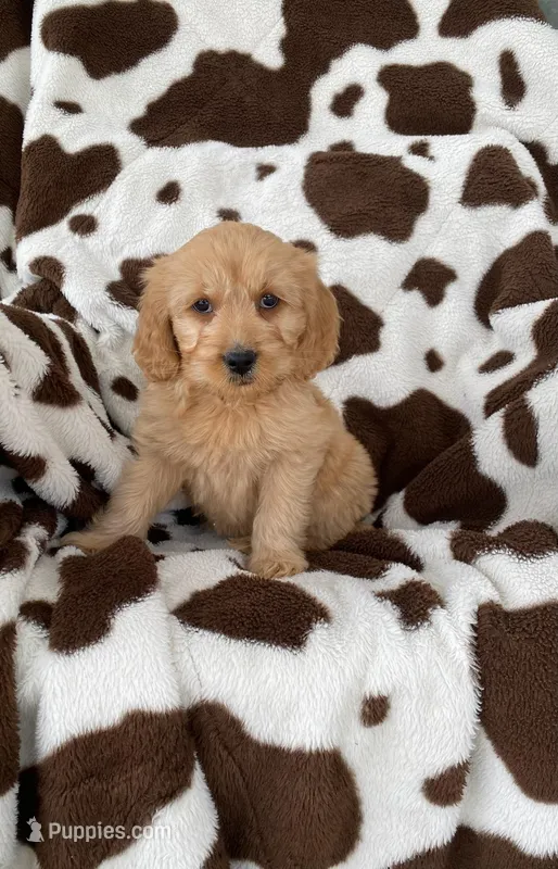 Mini Golden Retriever