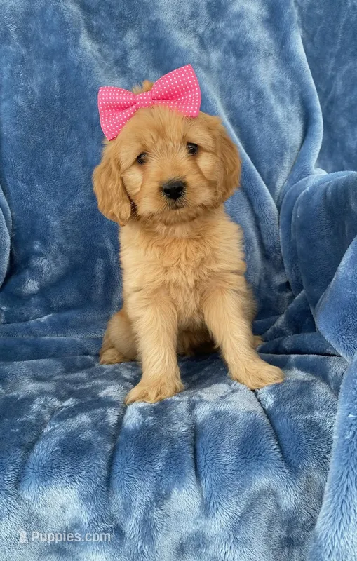 Mini Golden Retriever, a female Golden Retriever for sale in Lowville, NY – Photo 1 of 1