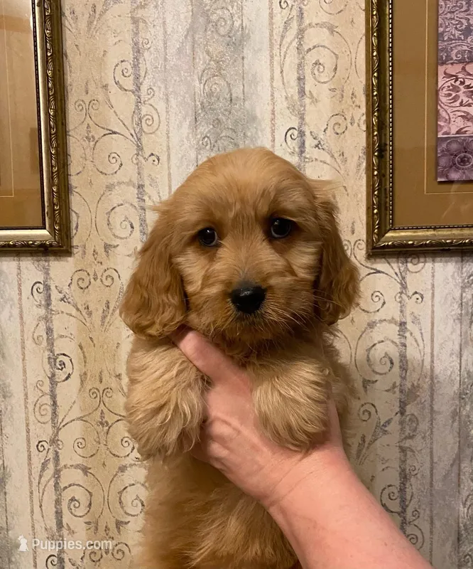 Mini Golden Retriever  – Golden Retriever puppy for sale in Lowville, NY