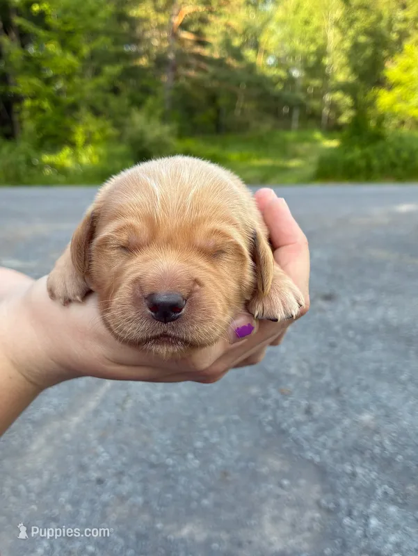 River – Golden Retriever puppy for sale in Lowville, NY