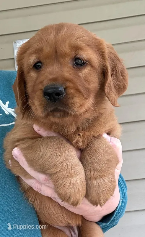 AKC Rose – Golden Retriever puppy on hold in Lowville, NY