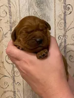 AKC Rose, a female Golden Retriever for sale in Lowville, NY – Photo 1 of 5