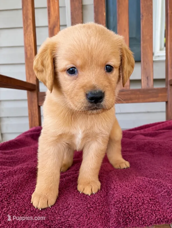 Milo   AKC Health Tested – Golden Retriever puppy for sale in Lowville, NY
