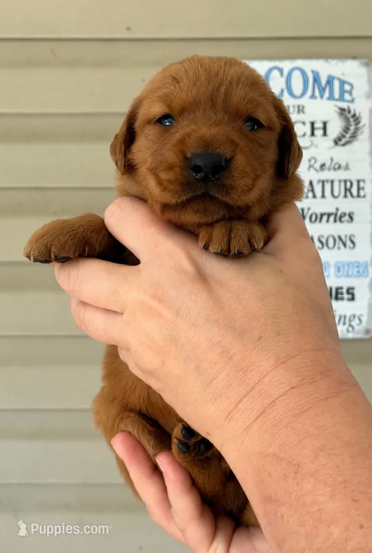 Finn – Golden Retriever puppy for sale in Lowville, NY