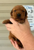 Finn AKC Health Tested, a male Golden Retriever for sale in Lowville, NY – 1 of 4