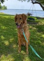 Copper - Dark Red - AKC, a male Golden Retriever for sale in Lowville, NY – 4 of 5