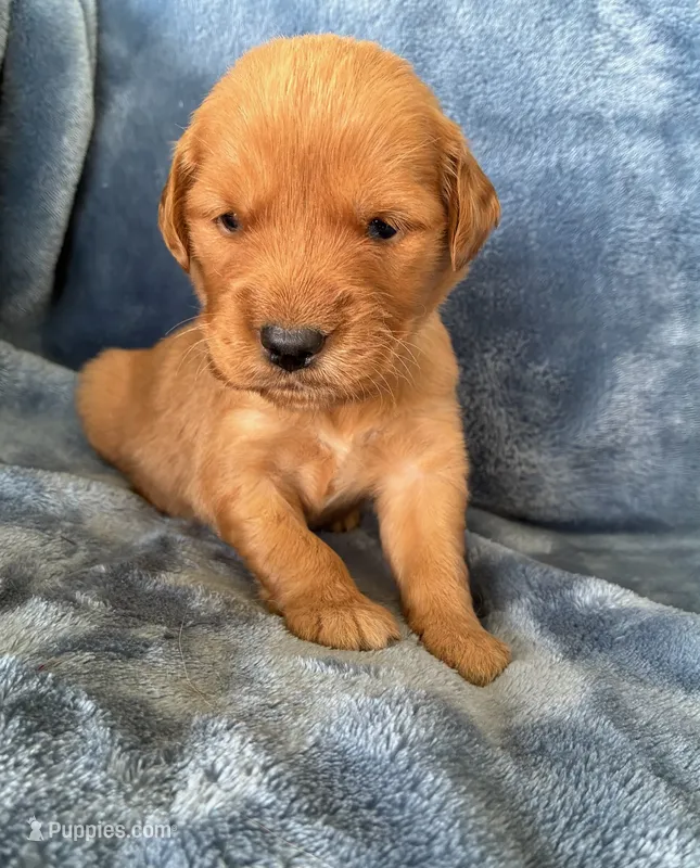 Maverick AKC Health Tested – Golden Retriever puppy for sale in Lowville, NY