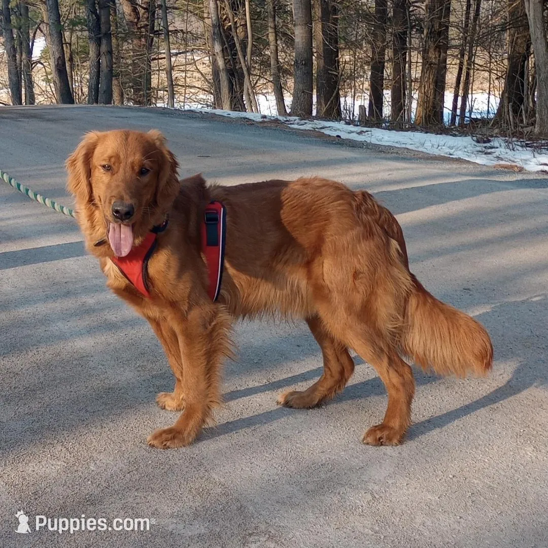 AKC Lily, a female Golden Retriever for sale in Lowville, NY – Photo 6 of 6