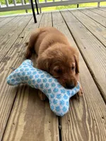 Copper - Dark Red - AKC, a male Golden Retriever for sale in Lowville, NY – 3 of 5