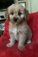Benson, a male Goldendoodle for sale in Lowville, NY – 2 of 2