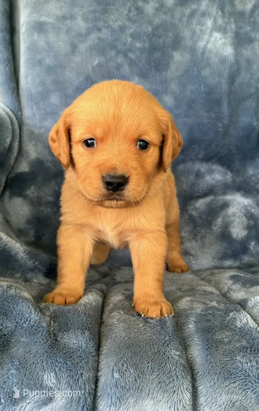 Milo   AKC Health Tested – Golden Retriever puppy for sale in Lowville, NY