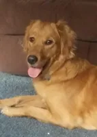 Finn, a male Golden Retriever for sale in Lowville, NY – 2 of 3