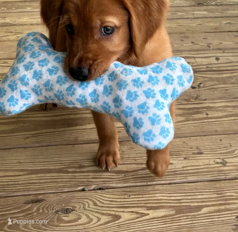 Copper - Dark Red - AKC – Golden Retriever puppy for sale in Lowville, NY