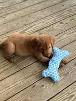 Copper - Dark Red - AKC, a male Golden Retriever for sale in Lowville, NY – 2 of 5