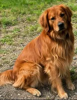 Copper - Dark Red - AKC, a male Golden Retriever for sale in Lowville, NY – 5 of 5