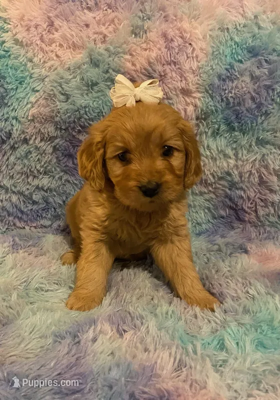 Mini Golden Retriever