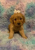 Mini Golden Retriever, a female Golden Retriever for sale in Lowville, NY – Photo 1 of 5
